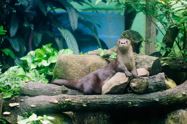 img-projeto-lontra 1