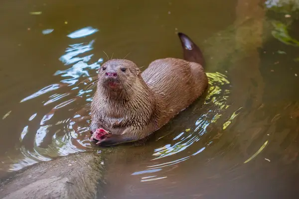 img-projeto-lontra 2