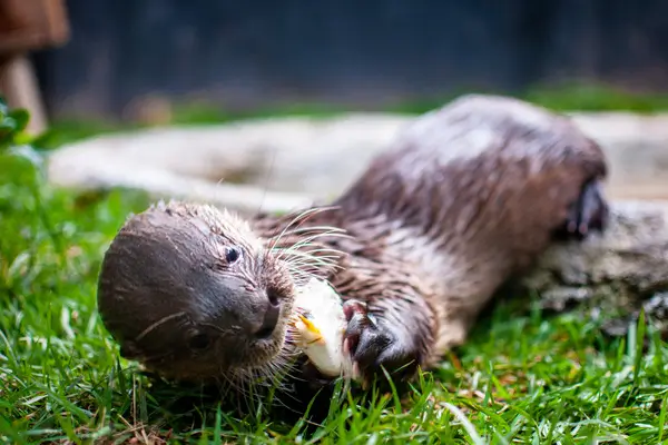 img-projeto-lontra 3