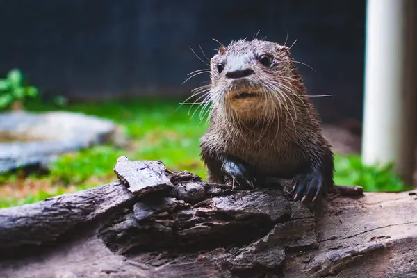 img-projeto-lontra 4