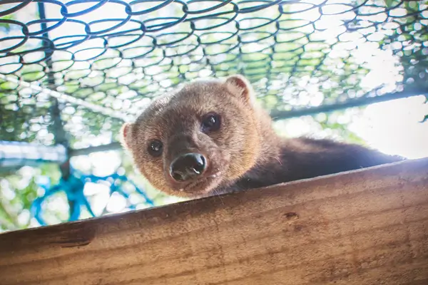 img-projeto-lontra 5