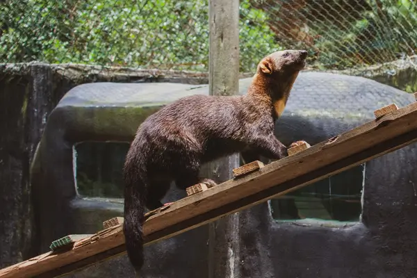 img-projeto-lontra 6