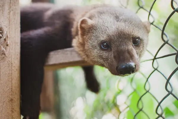 img-projeto-lontra 7